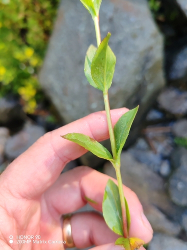 Epilobium alsinifolium, photograph 4