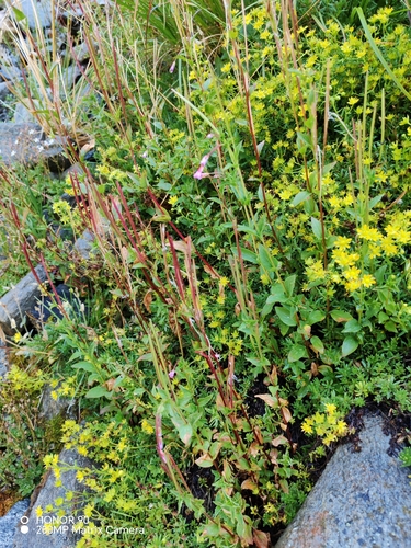 Epilobium alsinifolium, photograph 5