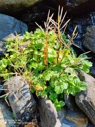 Cardamine amara, photograph 2