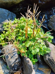 Cardamine amara, photograph (c) Ljaž, some rights reserved (CC BY)