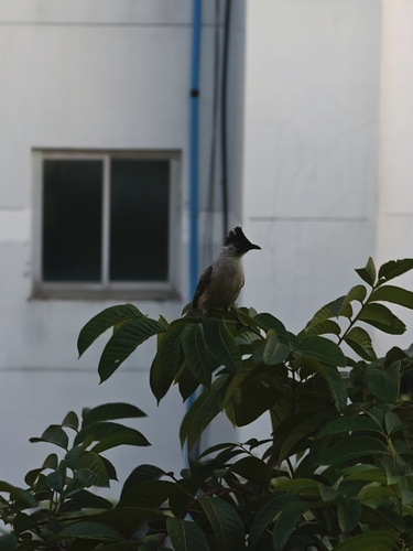 Sooty-headed Bulbul
