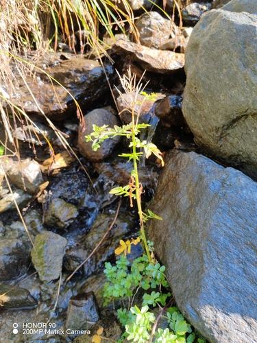 Cardamine amara, photograph 3