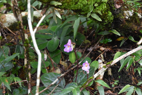 Primulina dryas, photograph 5