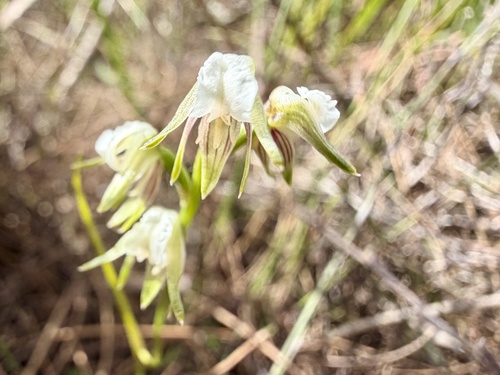 Autumn Leek Orchid