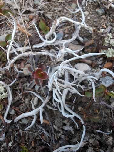 Whiteworm Lichen