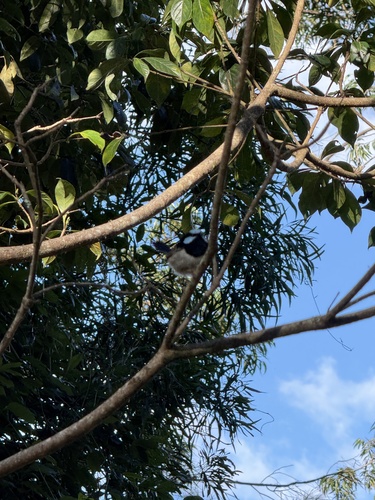Superb Fairywren