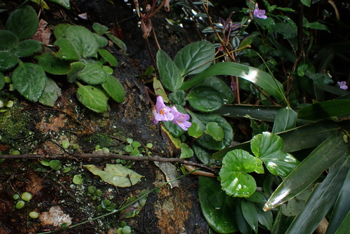 Primulina dryas, photograph 4