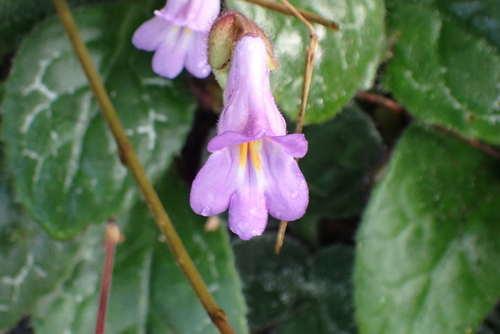 Primulina dryas, photograph 2
