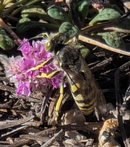 iNaturalist observation photo of American Sand Wasp