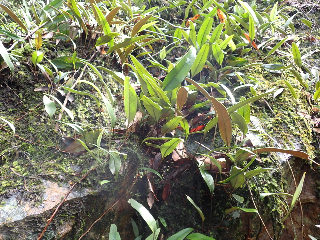 Pyrrosia lingua; photograph (c) Michael Berardozzi, some rights reserved (CC BY)