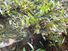 Pyrrosia lingua