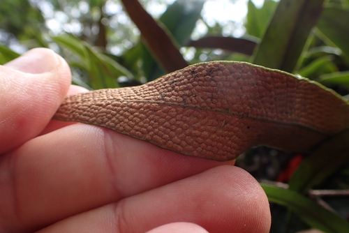 Pyrrosia lingua, photograph 2
