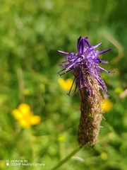 Phyteuma persicifolium
