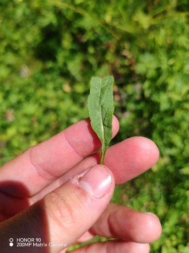 Phyteuma persicifolium, photograph 2