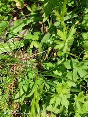 Phyteuma persicifolium, photograph (c) Ljaž, some rights reserved (CC BY)