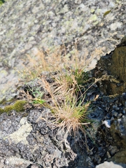 Agrostis rupestris