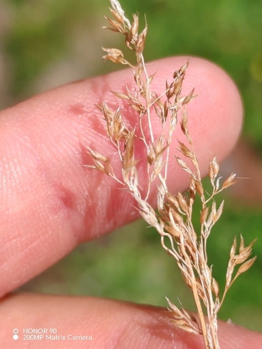 Agrostis rupestris, photograph 2