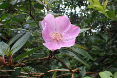 Melastoma sanguineum