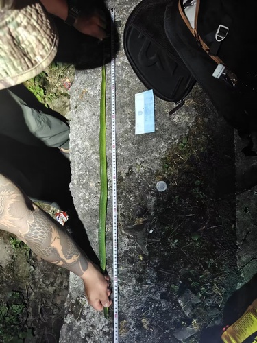 Chinese Green Snake