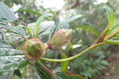 Melastoma sanguineum, photograph (c) Michael Berardozzi, some rights reserved (CC BY)