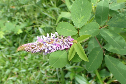 Grona heterocarpos, photograph 2