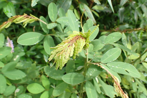 Grona heterocarpos