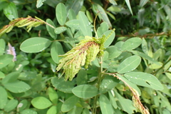 Grona heterocarpos