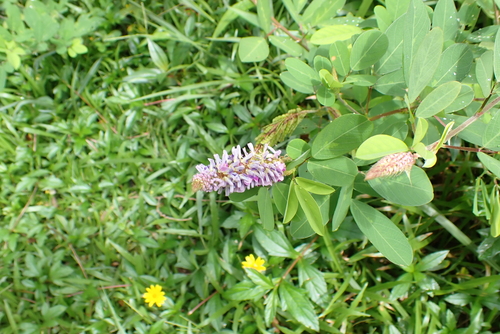 Grona heterocarpos, photograph 3
