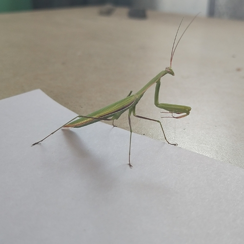 European Mantis