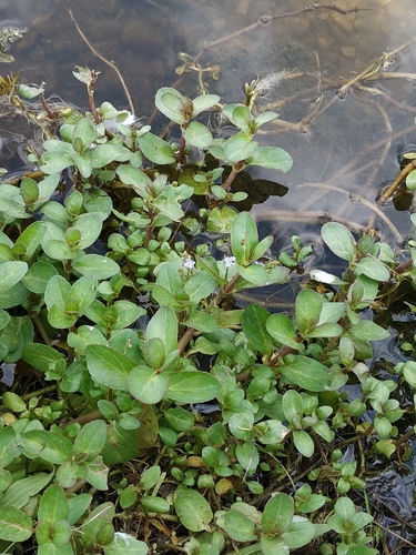 Наблюдение на iNaturalist