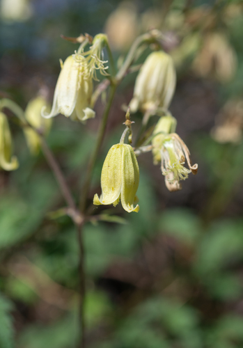 Clematis rehderiana