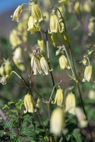 Clematis rehderiana, photograph 2