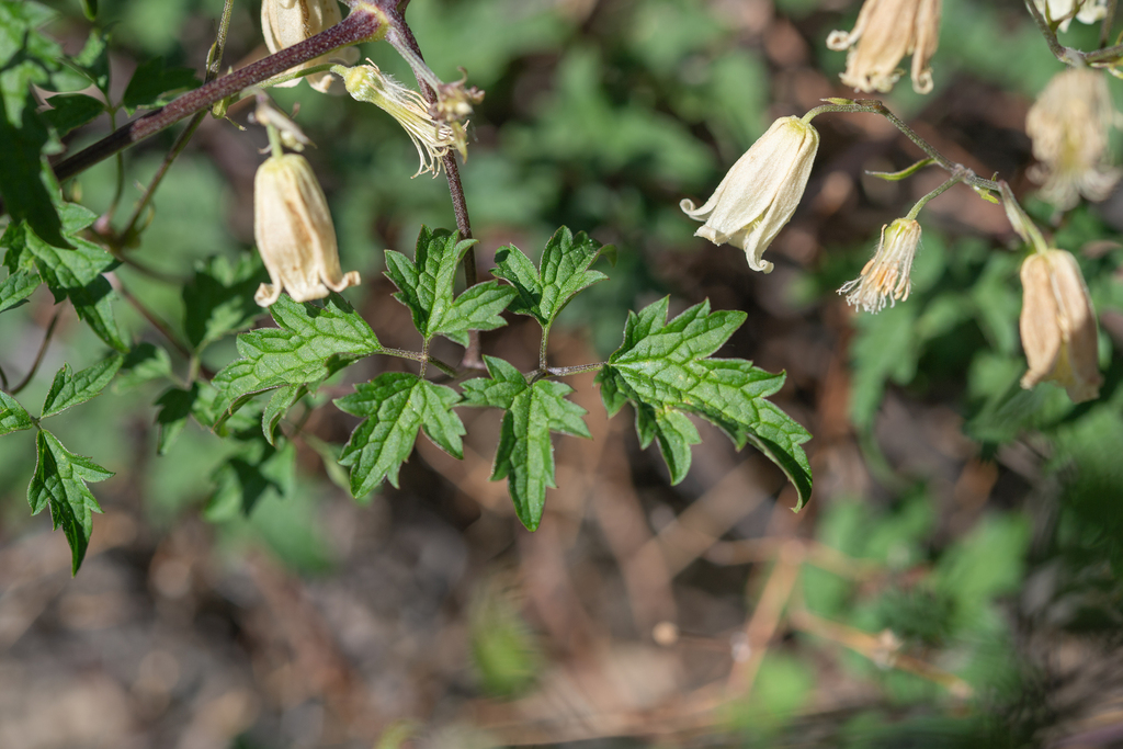 Clematis rehderiana; photograph (c) Morten Ross, some rights reserved (CC BY)