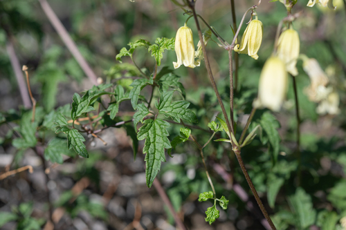 Clematis rehderiana, photograph 3