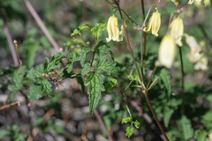 (c) Morten Ross, some rights reserved (CC BY) Clematis rehderiana, photograph (c) Morten Ross, some rights reserved (CC BY)