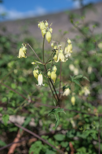 Clematis rehderiana, photograph 4