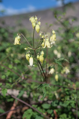 (c) Morten Ross, some rights reserved (CC BY) Clematis rehderiana, photograph (c) Morten Ross, some rights reserved (CC BY)