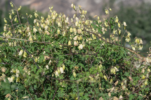Clematis rehderiana, photograph 5