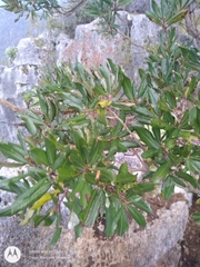 Comarostaphylis