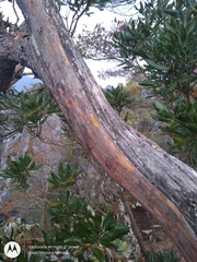 Comarostaphylis