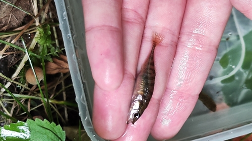 Ninespine Stickleback