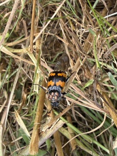 Vespillo Burying Beetle