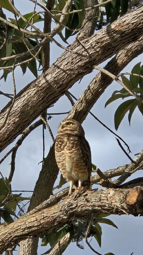 Burrowing Owl