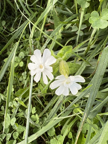 white campion