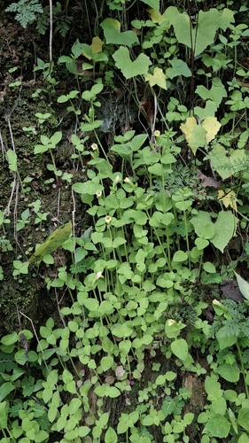 Torenia flava observed 2026-07-30