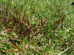 Carex punicea