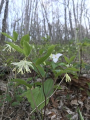 Prosartes maculata