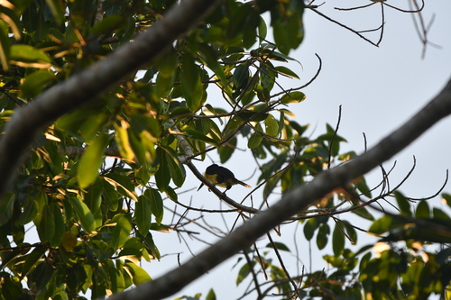 Lettered Aracari (Pteroglossus inscriptus), photo 2