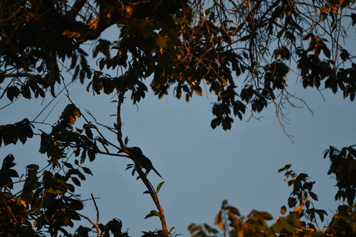 Lettered Aracari (Pteroglossus inscriptus), photo 3