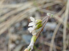 Boechera pendulocarpa